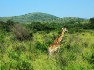 Voyager en Afrique du sud